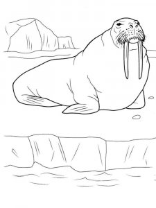 Walrus coloring page - picture 9