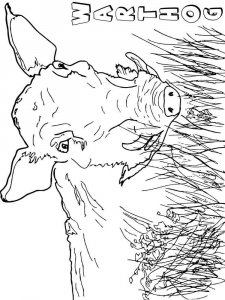 Warthog coloring page - picture 11