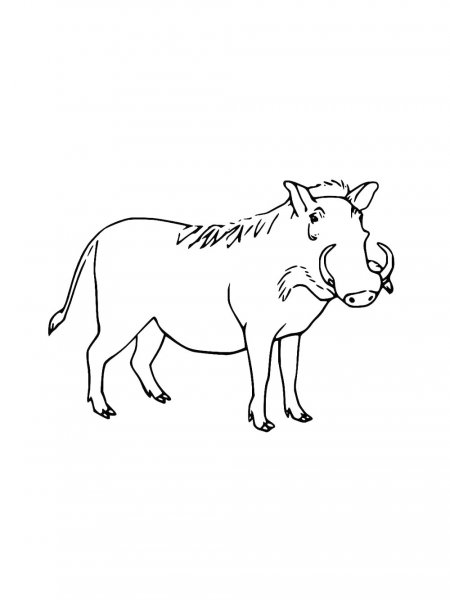 Warthog coloring pages