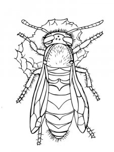 Wasp coloring page - picture 10