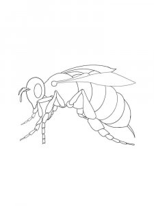 Wasp coloring page - picture 11
