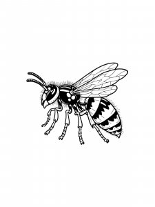 Wasp Coloring Pages 24