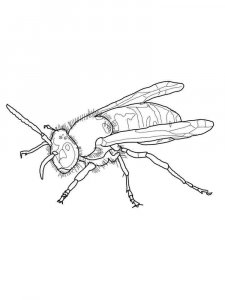 Wasp coloring page - picture 6