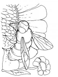 Wasp coloring page - picture 7