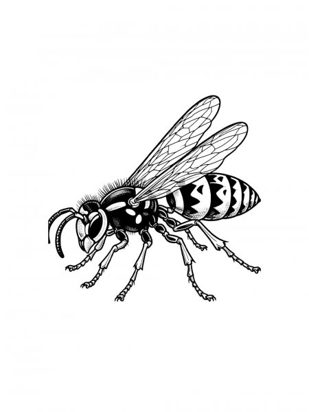 Wasp coloring pages