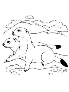 Weasel coloring page - picture 1