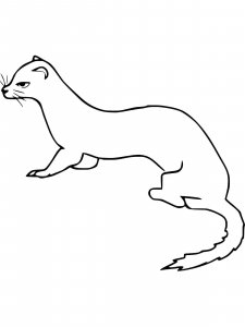 Weasel coloring page - picture 11
