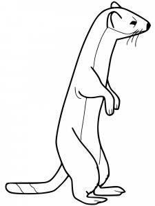 Weasel coloring page - picture 2