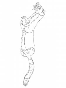 Weasel coloring page - picture 6