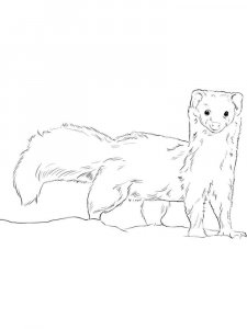 Weasel coloring page - picture 7