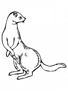 Weasel coloring page - picture 9