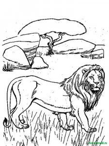 Wild Animal coloring page - picture 12
