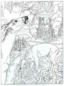 Wild Animal coloring page - picture 14