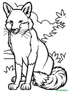 Wild Animal coloring page - picture 15