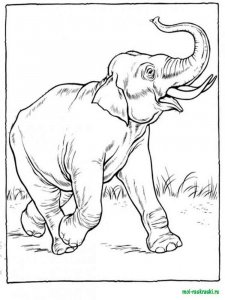 Wild Animal coloring page - picture 17