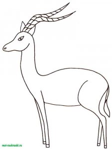 Wild Animal coloring page - picture 19