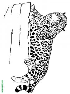 Wild Animal coloring page - picture 20