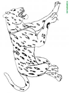 Wild Animal coloring page - picture 21