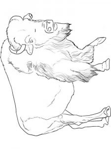 Wild Animal coloring page - picture 30