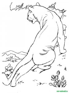 Wild Animal coloring page - picture 31