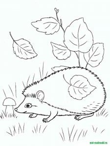 Wild Animal coloring page - picture 34