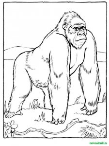 Wild Animal coloring page - picture 36