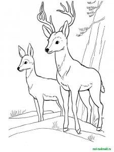 Wild Animal coloring page - picture 37