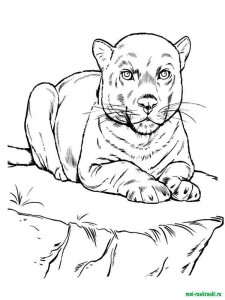 Wild Animal coloring page - picture 40
