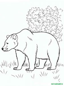 Wild Animal coloring page - picture 42