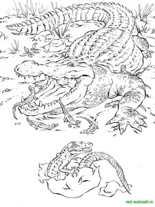 Wild Animal coloring page - picture 46