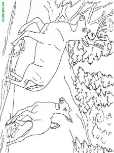 Wild Animal coloring page - picture 47