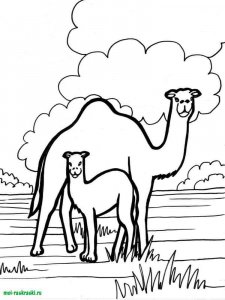 Wild Animal coloring page - picture 5