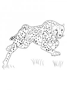 Wild Animal coloring page - picture 60