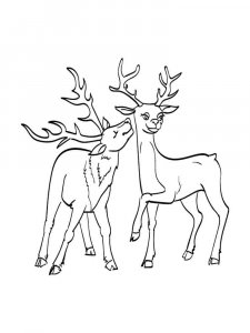 Wild Animal coloring page - picture 74