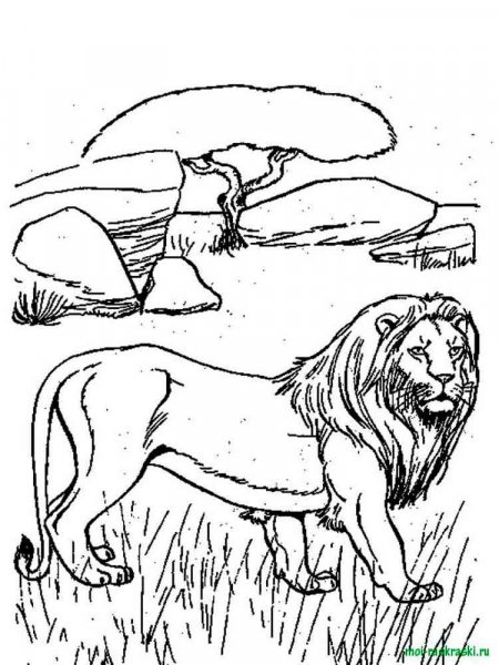 Wild Animal coloring pages