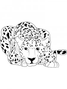 Wild cats coloring page - picture 11