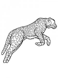 Wild cats coloring page - picture 12
