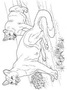 Wild cats coloring page - picture 13