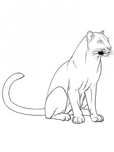 Wild cats coloring page - picture 19