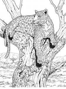 Wild cats coloring page - picture 2
