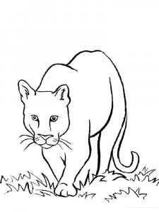 Wild cats coloring page - picture 21