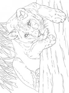 Wild cats coloring page - picture 24