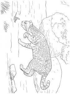 Wild cats coloring page - picture 25