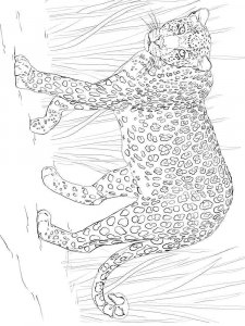 Wild cats coloring page - picture 26