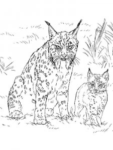Wild cats coloring page - picture 29