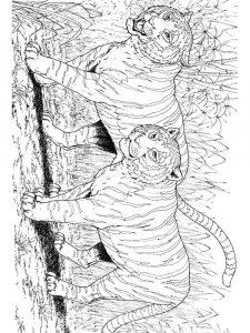 Wild cats coloring page - picture 3