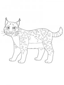 Wild cats coloring page - picture 30