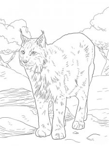 Wild cats coloring page - picture 31