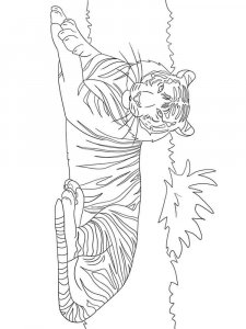 Wild cats coloring page - picture 34