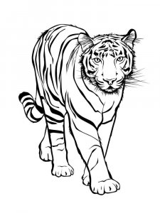 Wild cats coloring page - picture 35